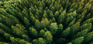 Prosentti suomalaisista omistaa yli puolet yksityishenkilöiden metsien hiilivarastosta